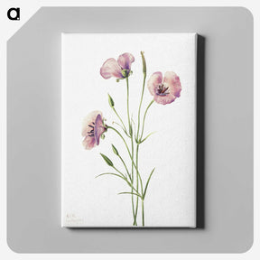 1-14_Mary-Vaux-Walcott_canvas