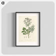 アートポスター-Coriandrum sativum Illustration
 - 薬用植物学 Poster.