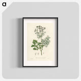 アートポスター-Coriandrum sativum Illustration
 - 薬用植物学 Poster.