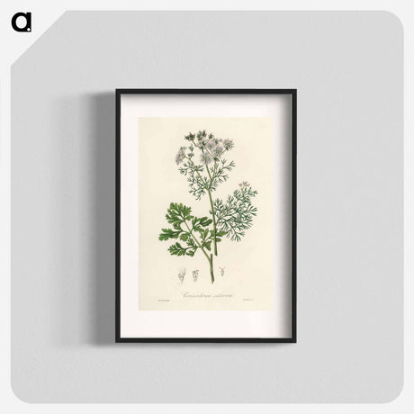 アートポスター-Coriandrum sativum Illustration
 - 薬用植物学 Poster.