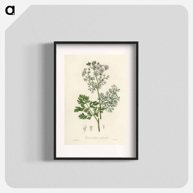 アートポスター-Coriandrum sativum Illustration
 - 薬用植物学 Poster.