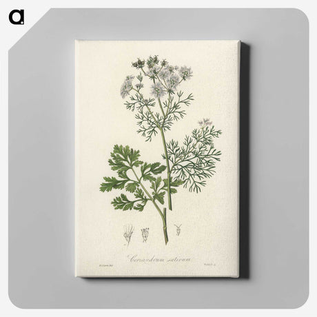 1-14_Medical-Botany_canvas