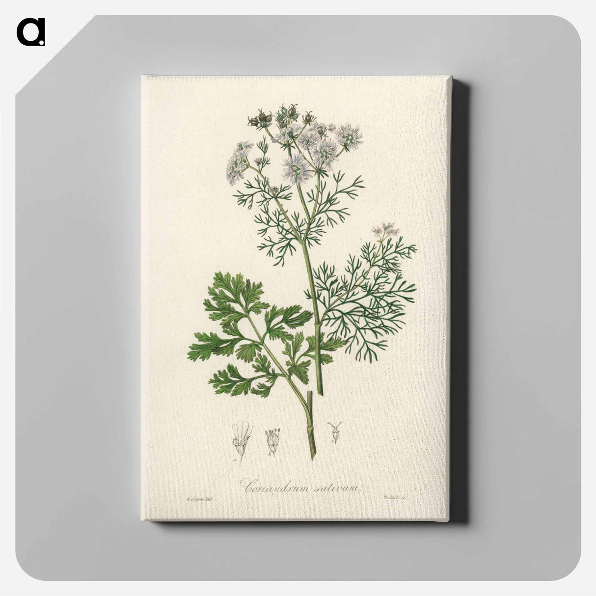 アートパネル-Coriandrum sativum Illustration
 - 薬用植物学 Canvas.