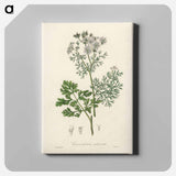 アートパネル-Coriandrum sativum Illustration
 - 薬用植物学 Canvas.