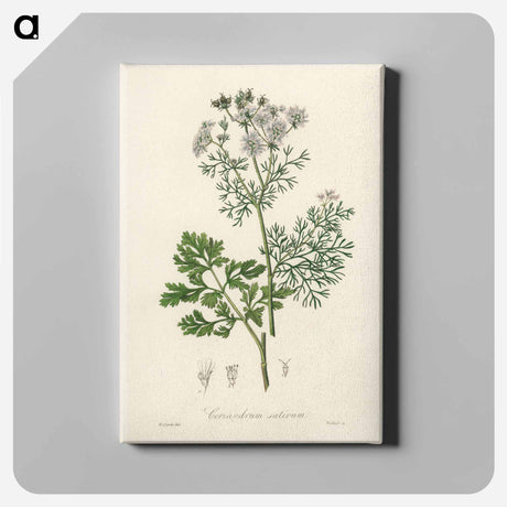 アートパネル-Coriandrum sativum Illustration
 - 薬用植物学 Canvas.