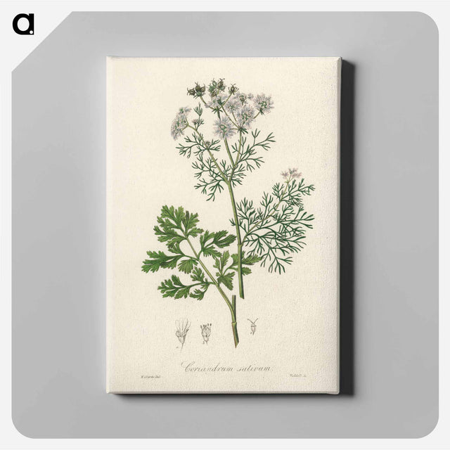 アートパネル-Coriandrum sativum Illustration
 - 薬用植物学 Canvas.