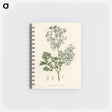 アートメモ帳-Coriandrum sativum Illustration
 - 薬用植物学 Memo.