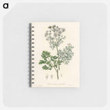 アートメモ帳-Coriandrum sativum Illustration
 - 薬用植物学 Memo.
