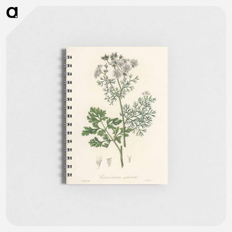 アートメモ帳-Coriandrum sativum Illustration
 - 薬用植物学 Memo.