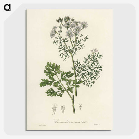 1-14_Medical-Botany_picture-crop