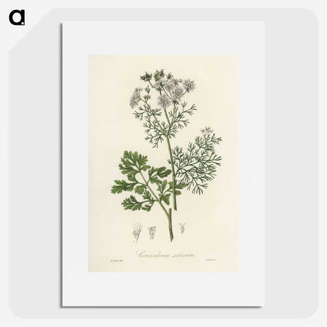 1-14_Medical-Botany_picture