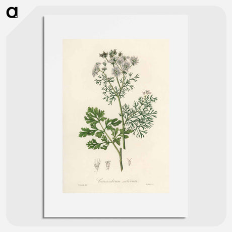 アートポスター-Coriandrum sativum Illustration
 - 薬用植物学 Poster.