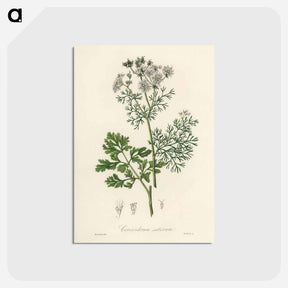 アートポストカード-Coriandrum sativum Illustration
 - 薬用植物学 Postcard.