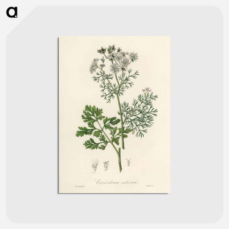 アートポストカード-Coriandrum sativum Illustration
 - 薬用植物学 Postcard.