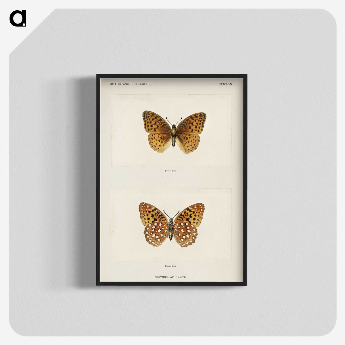 1-14_Moths-and-Butterflies-of-the-United-States_blk-crop