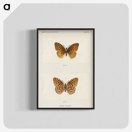 1-14_Moths-and-Butterflies-of-the-United-States_blk-crop