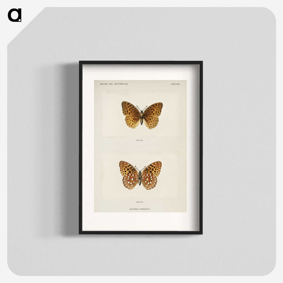 1-14_Moths-and-Butterflies-of-the-United-States_blk