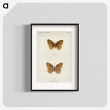 1-14_Moths-and-Butterflies-of-the-United-States_blk