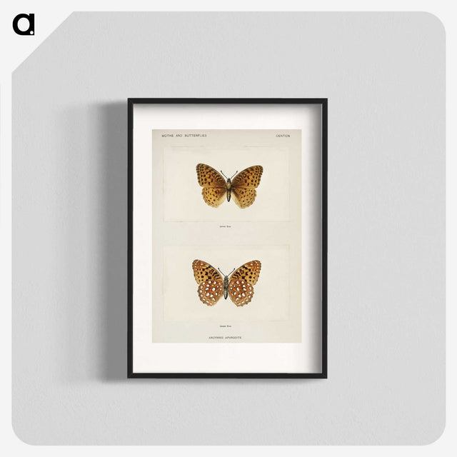 1-14_Moths-and-Butterflies-of-the-United-States_blk