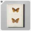 1-14_Moths-and-Butterflies-of-the-United-States_canvas