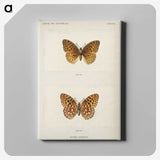 1-14_Moths-and-Butterflies-of-the-United-States_canvas