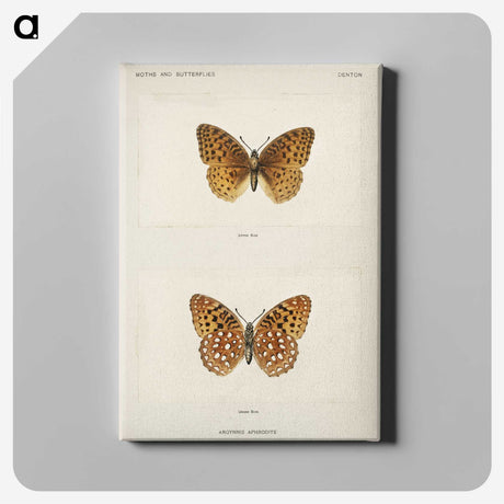 1-14_Moths-and-Butterflies-of-the-United-States_canvas