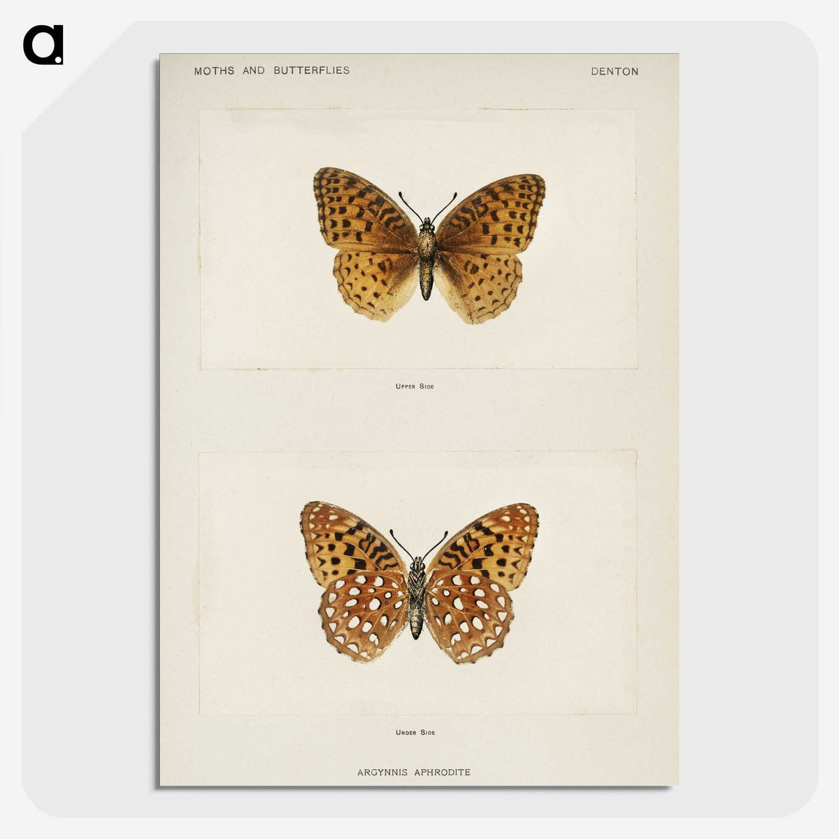 1-14_Moths-and-Butterflies-of-the-United-States_picture-crop