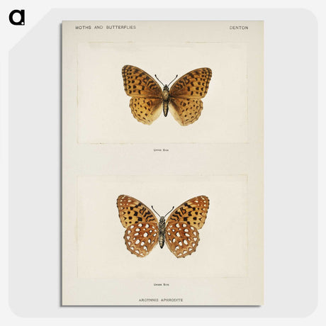 1-14_Moths-and-Butterflies-of-the-United-States_picture-crop