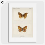1-14_Moths-and-Butterflies-of-the-United-States_picture