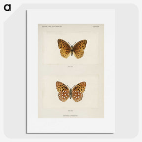 1-14_Moths-and-Butterflies-of-the-United-States_picture