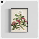1-14_Native-Flowering-Plants-of-New-Zealand_blk-crop