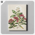 1-14_Native-Flowering-Plants-of-New-Zealand_canvas