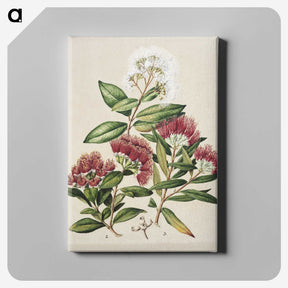 1-14_Native-Flowering-Plants-of-New-Zealand_canvas