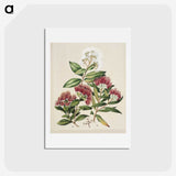 1-14_Native-Flowering-Plants-of-New-Zealand_hagaki