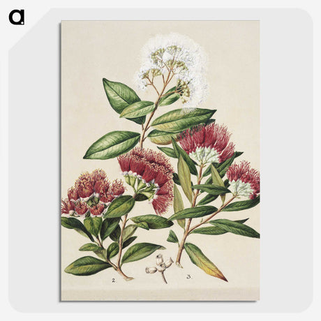 1-14_Native-Flowering-Plants-of-New-Zealand_picture-crop