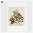 1-14_Native-Flowering-Plants-of-New-Zealand_picture