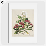 1-14_Native-Flowering-Plants-of-New-Zealand_picture