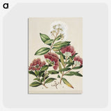 1-14_Native-Flowering-Plants-of-New-Zealand_postcard