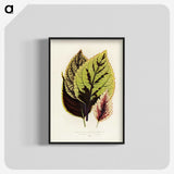 1-14_New-and-Rare-Beautiful-Leaved-Plants_blk-crop
