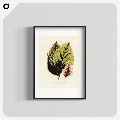 1-14_New-and-Rare-Beautiful-Leaved-Plants_blk