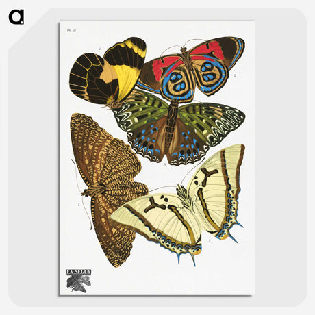 1-14_Papillons_picture-crop