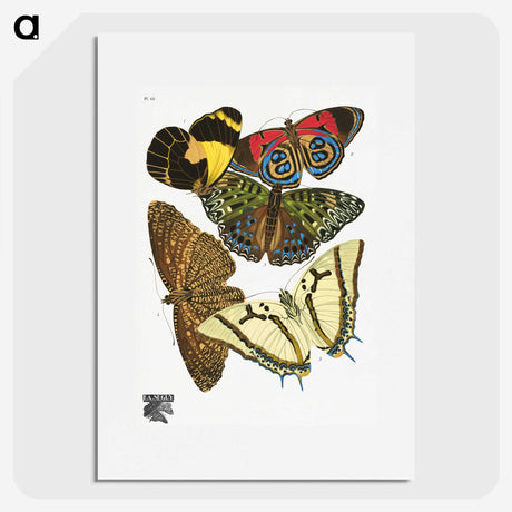 1-14_Papillons_picture