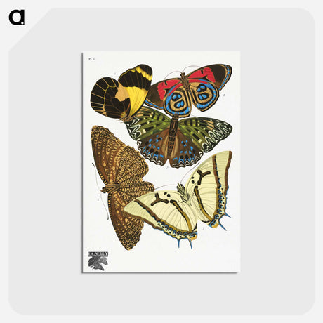 アートポストカード-Vintage Butterflies
 - パピヨン Postcard.