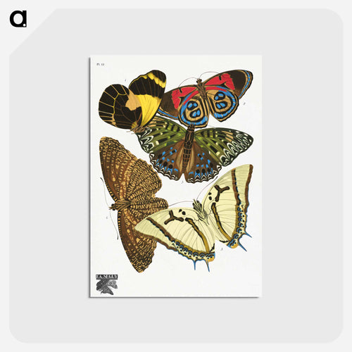 Vintage Butterflies
 - パピヨン Postcard.