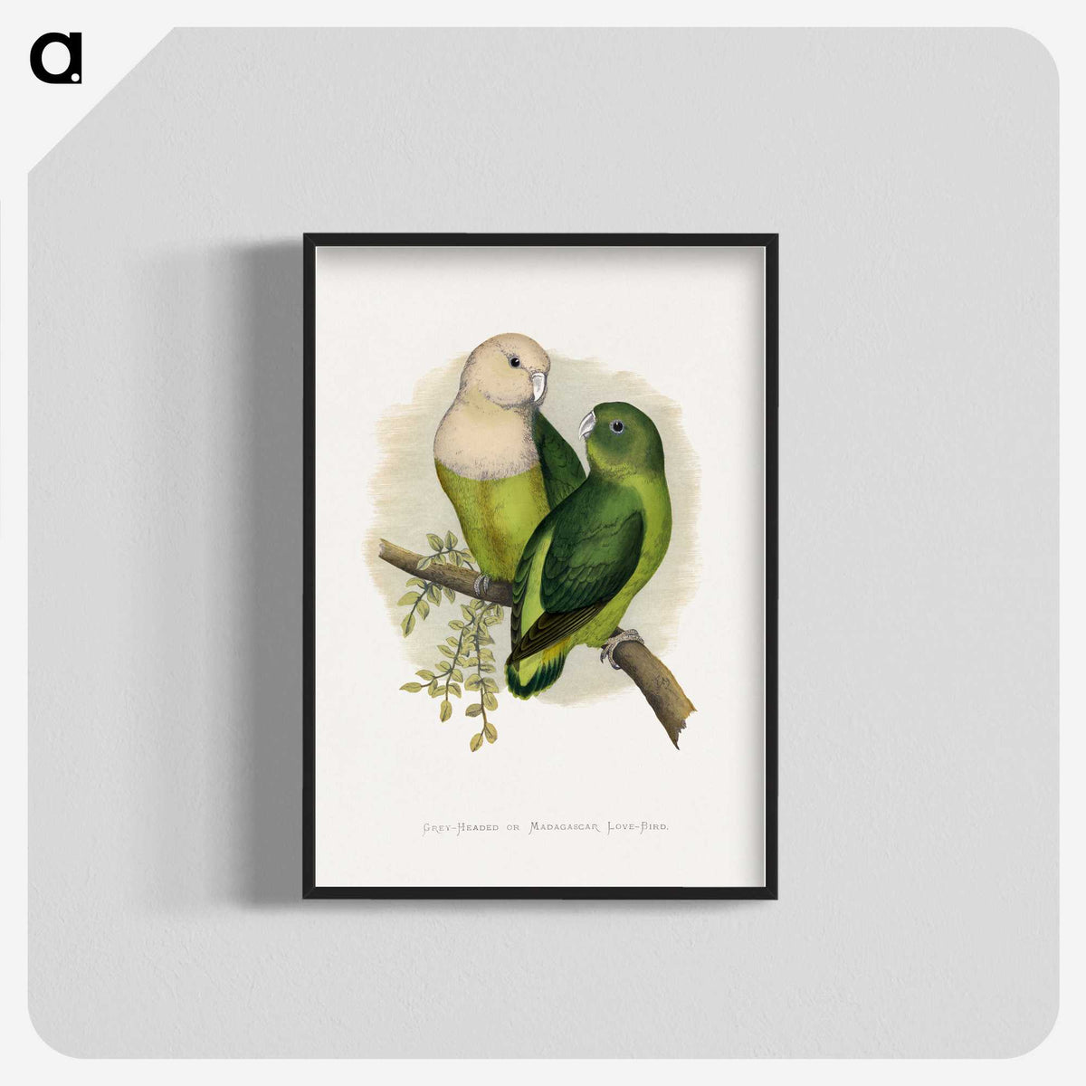 1-14_Parrots-in-Captivity_blk-crop