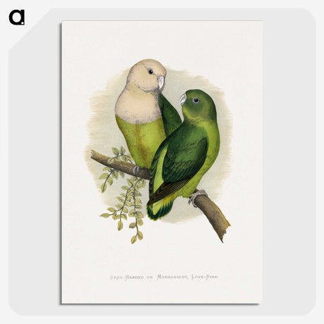 1-14_Parrots-in-Captivity_picture-crop