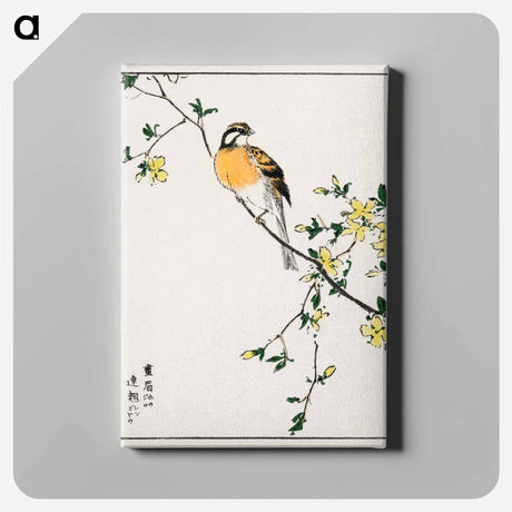 アートパネル-Japanese Meadow Bunting and Golden Ball
 - 鳥類図鑑 Canvas.