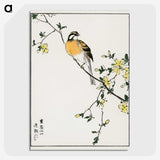 1-14_Pictorial-Monograph-of-Birds_picture-crop