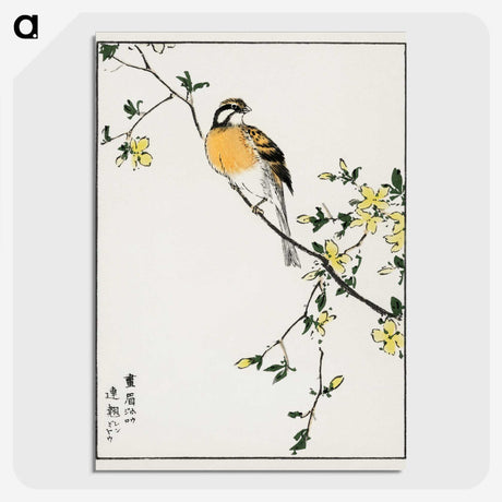 1-14_Pictorial-Monograph-of-Birds_picture-crop