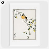 1-14_Pictorial-Monograph-of-Birds_picture